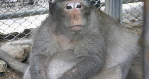 В Таиланде ветеринары посадили на диету перекормленную туристами макаку 