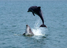 У берегов Ялты дельфины устроили мальчишник 