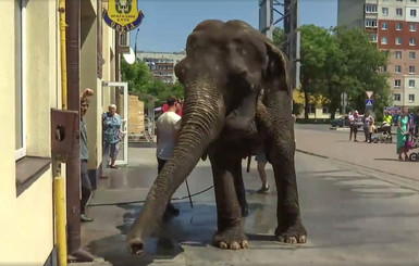 В Черновцах на улице купали живого слона