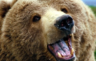 В Белой Церкви медведь напал на людей во время циркового представления 