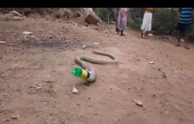 В Индии кобра ошибочно проглотила пластиковую бутылку