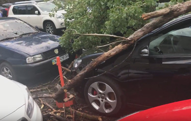 Непогода в Киеве: в сети показали разбитые деревьями машины