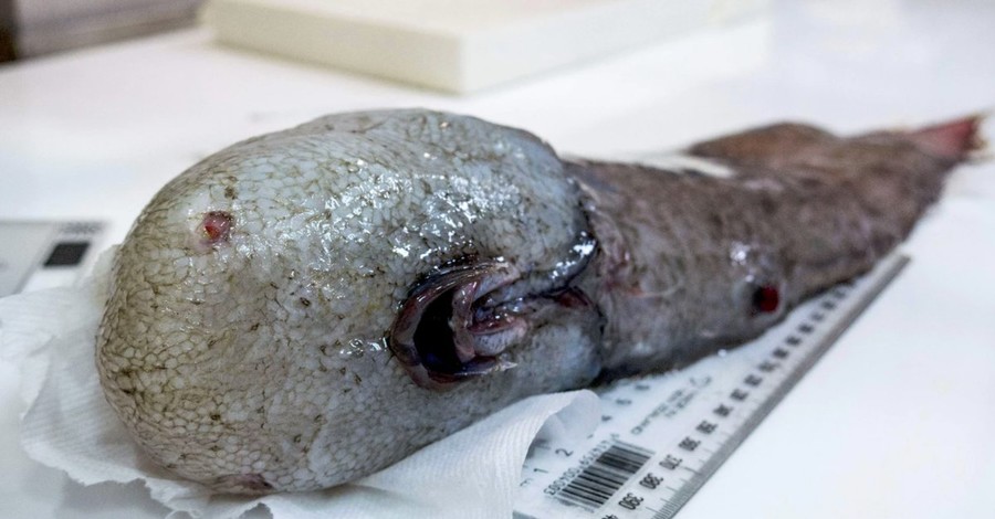 В Австралии поймали безглазую рыбу, которую считали вымершей