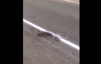 В России дорожную заметку нанесли поверх дохлой кошки
