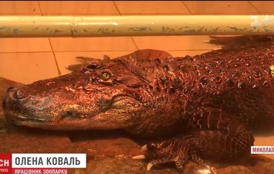 Аллигатор Вася из Николаева попал в Книгу рекордов Украины