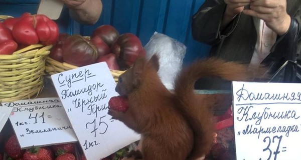 В Киеве разыскивают белку, сбежавшую из дома к торговцам клубникой