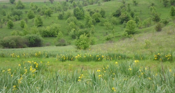 Уникальная долина ирисов в Винницкой области предсказывает будущее