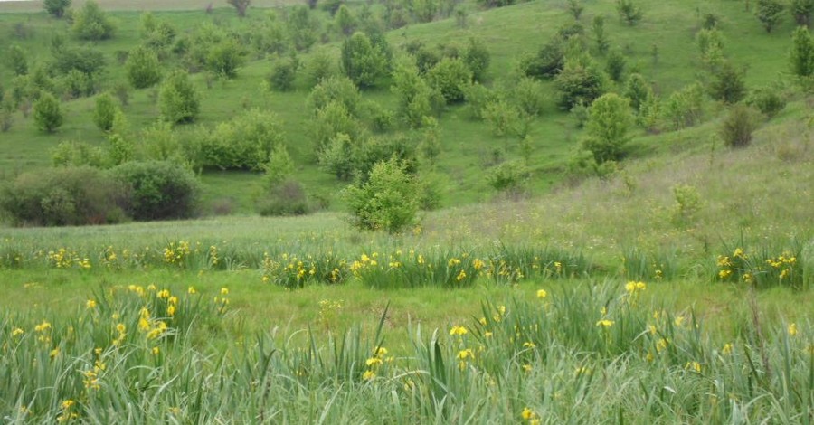 Уникальная долина ирисов в Винницкой области предсказывает будущее