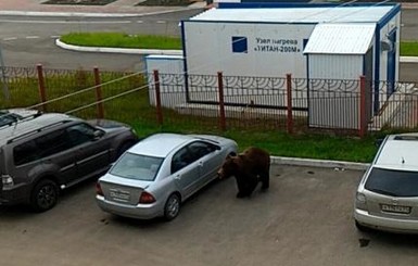 По улицам российского города разгуливал дикий медведь