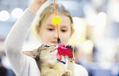 Во Франции более 200 кошек отравлены неизвестным ядом