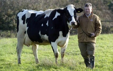 Британского фермера-магната сбил погрузчиком собственный пес 