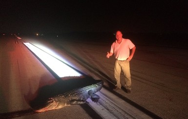 В США аллигатор напал на самолет на взлетной полосе 