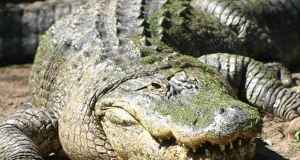 В Китае найдены останки окаменевшего крокодила, жившего 100 миллионов лет назад