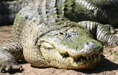В Китае найдены останки окаменевшего крокодила, жившего 100 миллионов лет назад