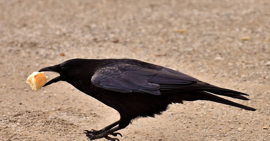 Ученые выяснили - вороны очень злопамятны