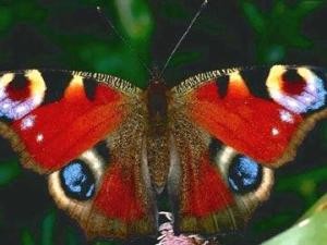 Ученые доказали, что бабочки помнят свое гусеничное прошлое 