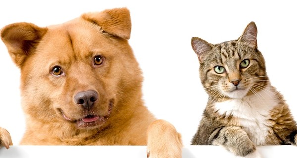 Кот и пес утерли стрессу нос 