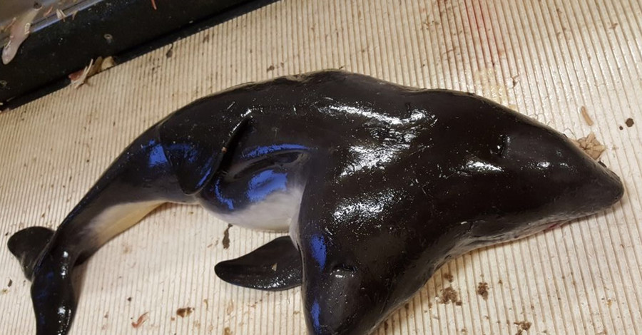 Шок-фото: голландские рыбаки выловили двухголового дельфина