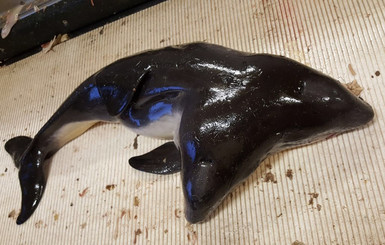 Шок-фото: голландские рыбаки выловили двухголового дельфина