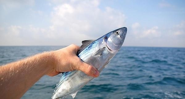 13 видов рыбы, которую лучше никогда не есть