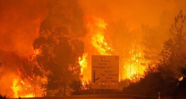 Количество жертв лесных пожаров в Португалии достигло 43 человек