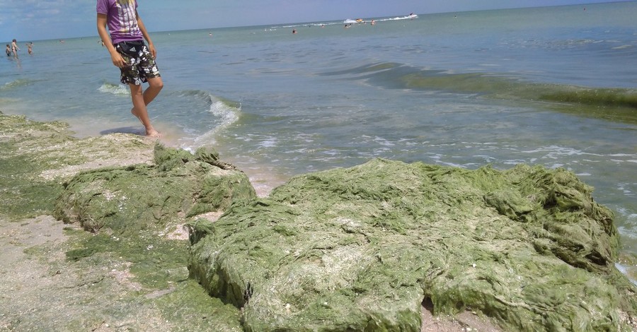Азовское море покрылось слоем водорослей