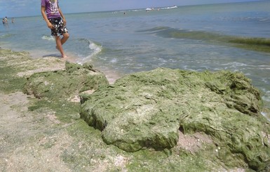 Азовское море покрылось слоем водорослей