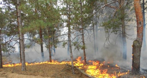 В Херсонской области пожар охватил 20 гектаров леса