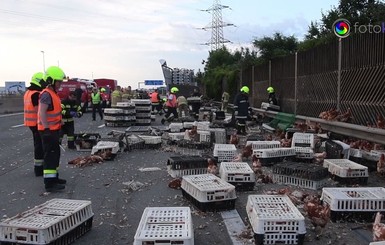 Тысячи кур выбежали на трассу в Австрии из сломанного грузовика