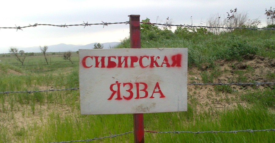 В Сумской области обнаружили овец, умерших от сибирской язвы