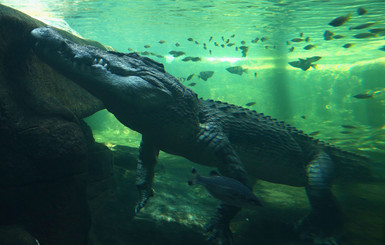 В Мексике крокодил напал на туриста, который справлял нужду в океан