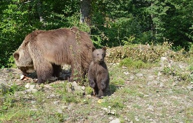 Из тесной клетки в горы: днепровская медведица Ляля впервые попала на волю