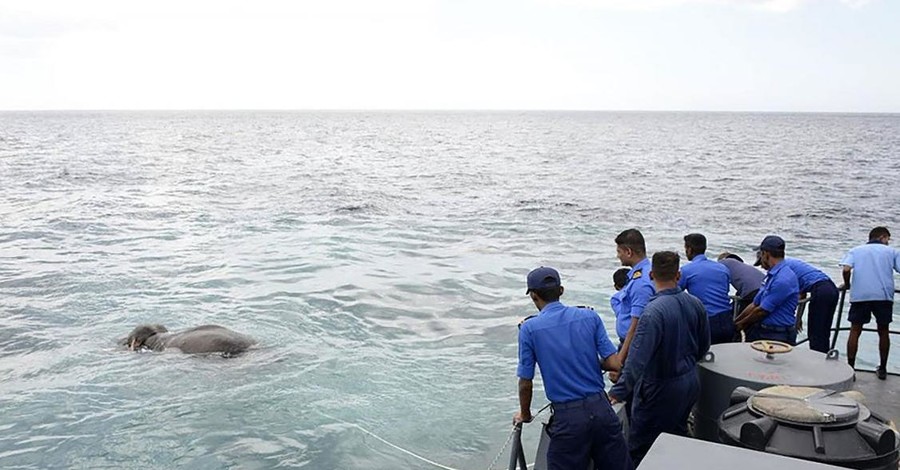 У берегов Шри-Ланки посреди моря выловили огромного слона