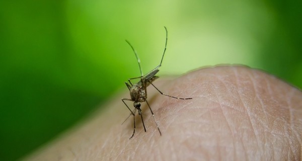 Ученые рассказали, почему комары одних кусают, а других щадят 