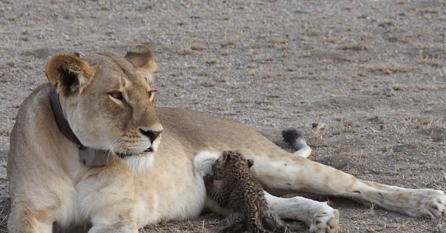 В Танзании львица начала выкармливать детеныша леопарда