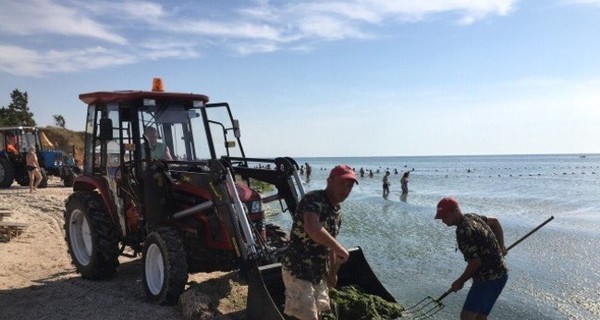 Опасно ли купаться в позеленевшем Азовском море