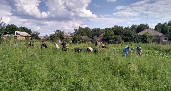 На Черниговщине наркофермер замаскировал коноплю под картошку с кукурузой