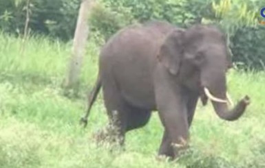 В Эфиопии слон убил испанского туриста во время фотографирования 