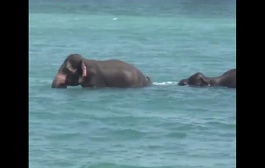 У берегов Шри-Ланки снова спасли тонущих слонов