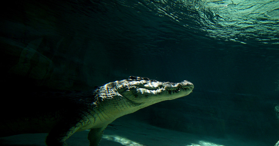 Кинооператоры засняли уникальные кадры схватки крокодила и акулы 