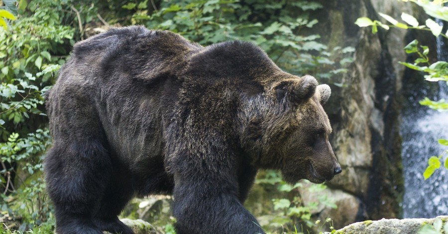 Японский пенсионер-каратист избил напавшего на него дикого медведя 