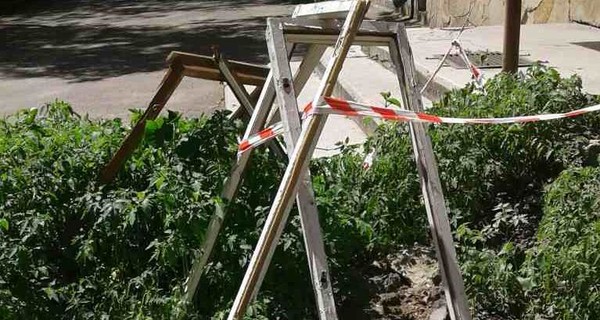 В Ровно возле многоэтажки сняли асфальт и посадили помидоры