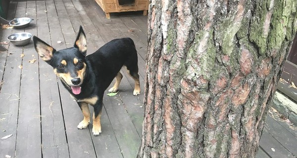 На вокалиста 