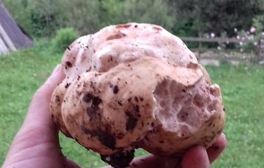 Закарпатец нашел гриб за 2500 гривен