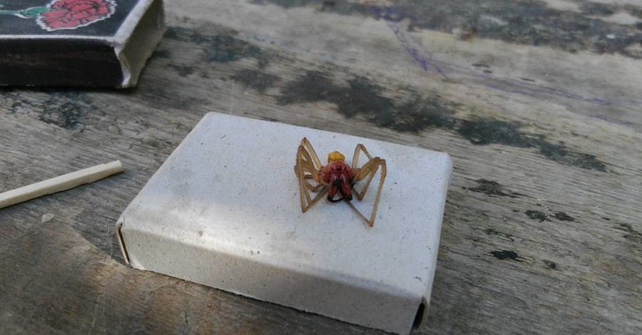 На украинцев нападают редкие пауки: Южнорусский тарантул и Хеиракантиум