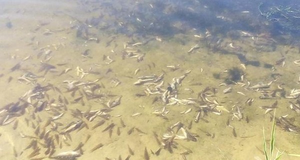 В Николаевской области начался массовый мор рыбы