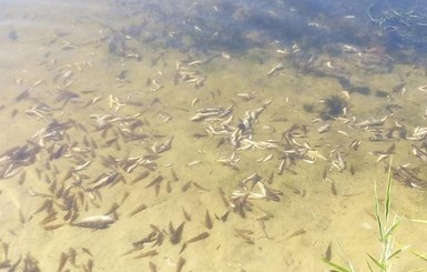 В Николаевской области начался массовый мор рыбы