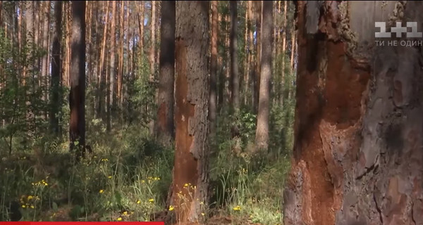 Жук-короед уничтожил лес в Украине площадью с четыре Киева