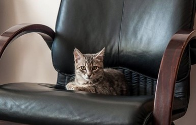 Самый известный кот-чиновник Днепра снялся в профессиональной фотосессии