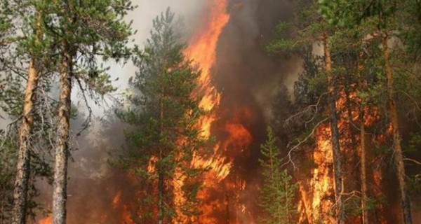 Пожары в Одесской области уничтожили восемь дач